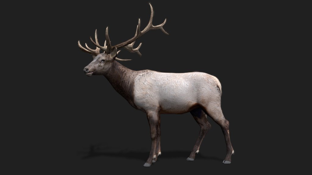 Realistic Deer 3D Model 2.0 (Demo Free Download)