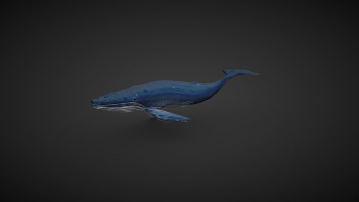 La baleine 3D Model