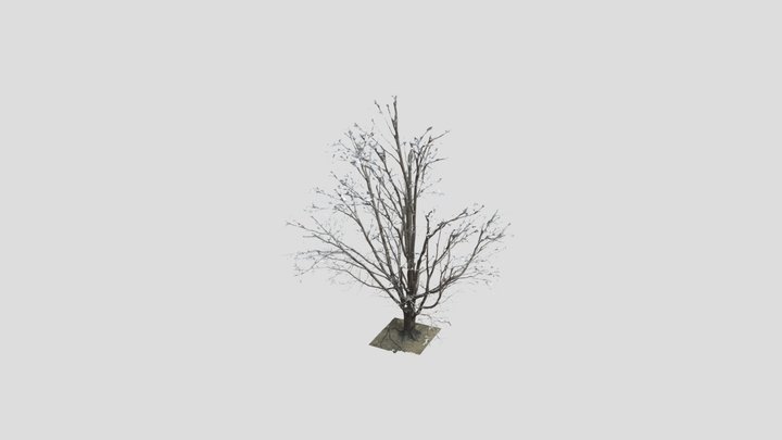 Winter Tree 3D Model