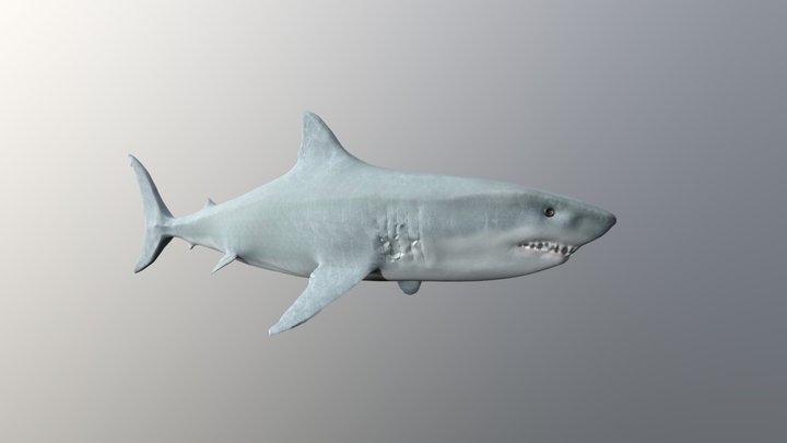 md_shark 3D Model
