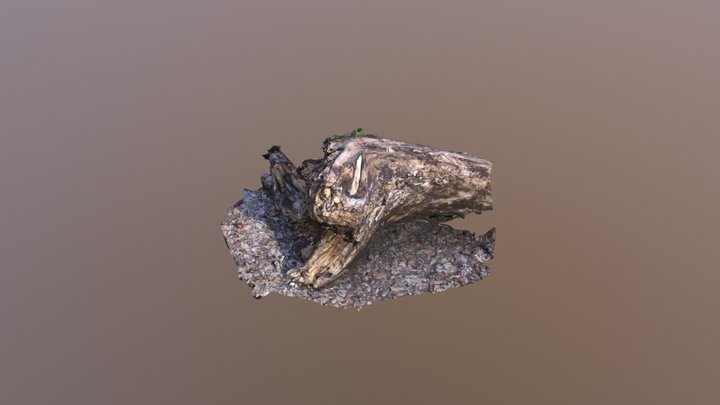 rotting log 3D Model
