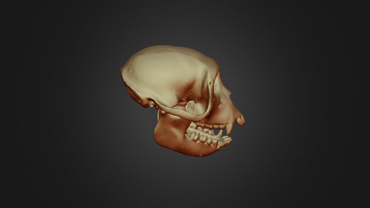CT_Skull_decimated 3D Model