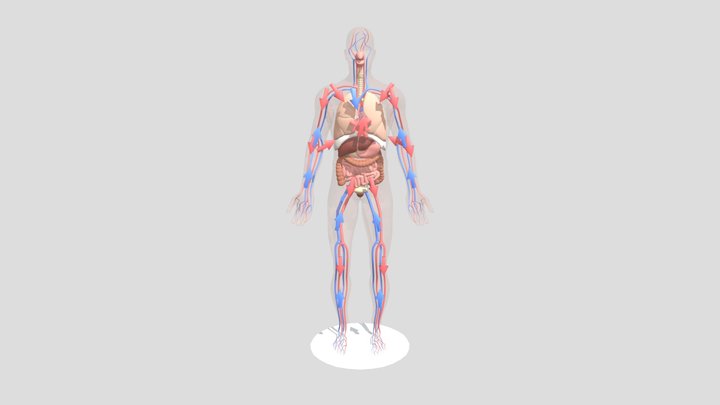 Alat peraga 3D 3D Model