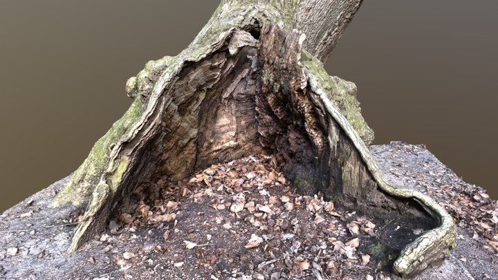 Tree burl hole 3D Model