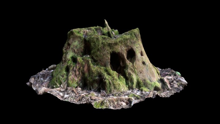 Scanned Tree Stump 3D Model