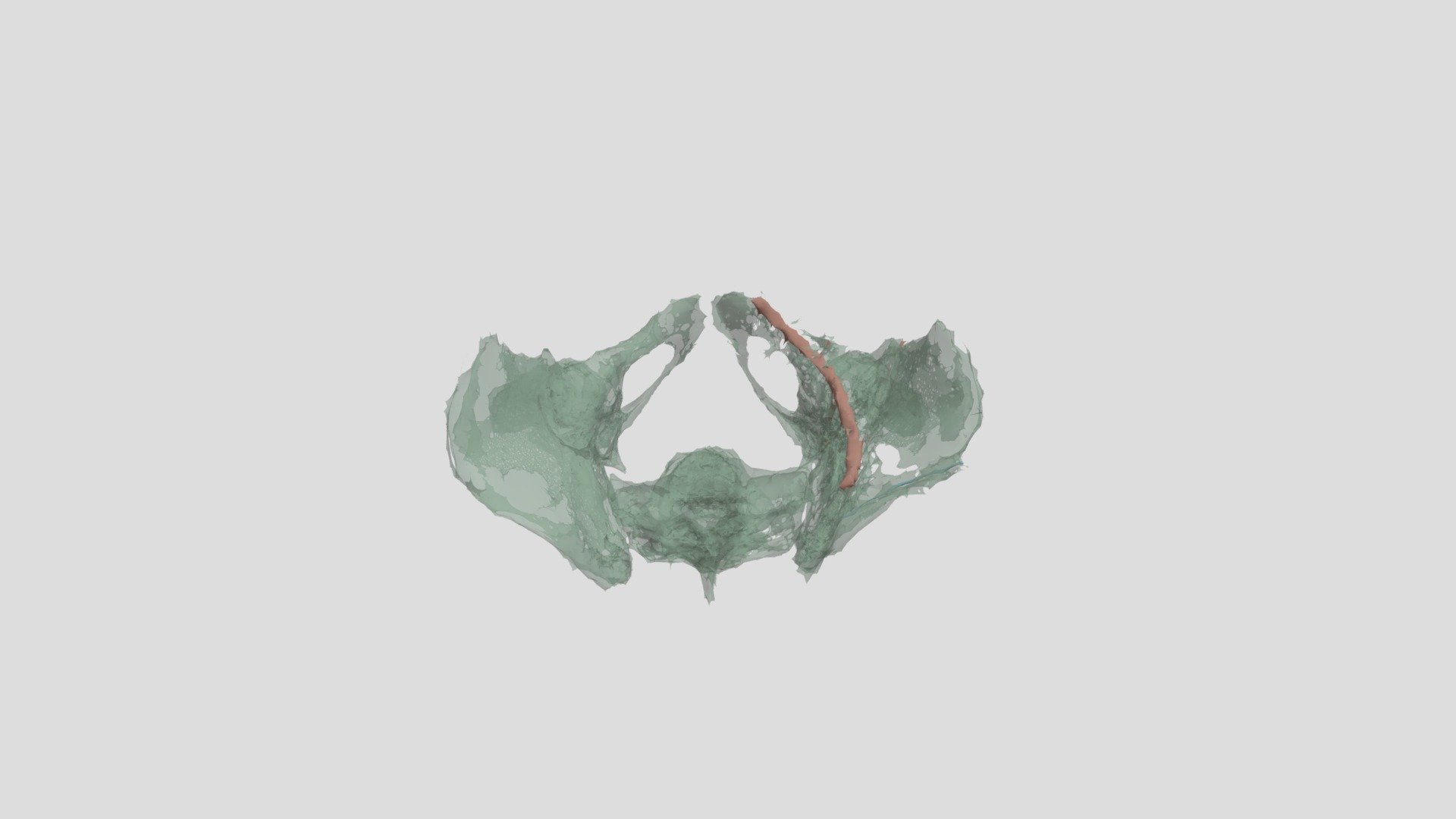 Walker Segmentation Exam 3