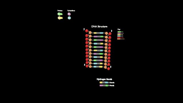 DNA Model Level 1 3D Model