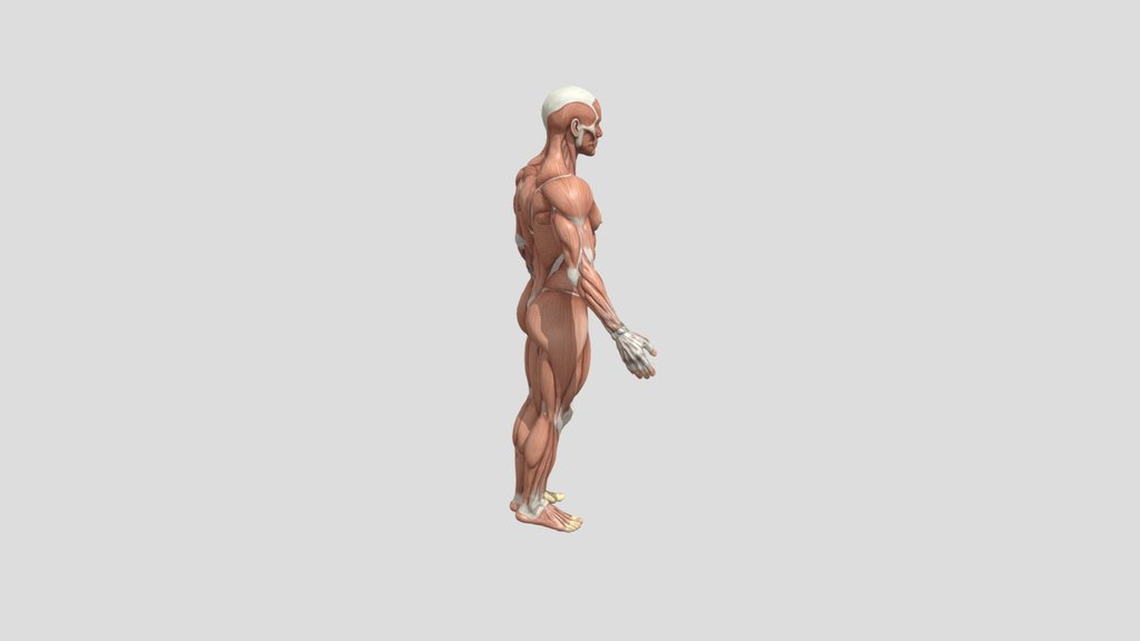 Human Anatomy by Tripo