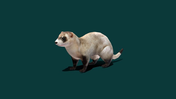 Free ferret hot sale