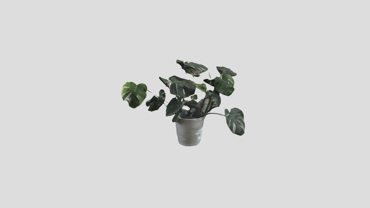 Monstera Plant Photoscan 3D Model
