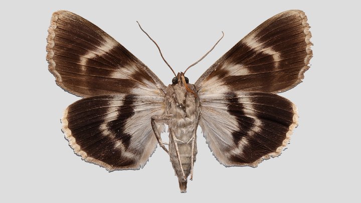 YPM ENT.607046 Underwing moth, Catocala obscura – Kostenloses 3D-Modell STL