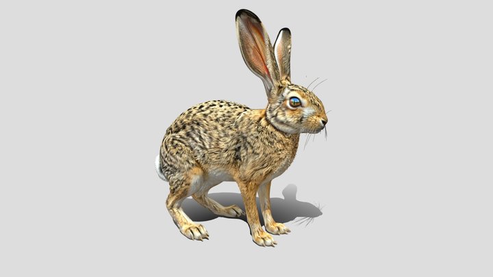 Indian Hare Rabbit 3d Model – Kostenloses 3D-Modell STL