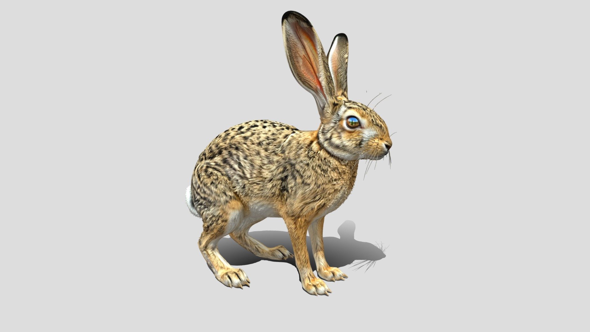 Indian Hare Rabbit 3d Model - Download Free 3D model by iRahulRajput ...