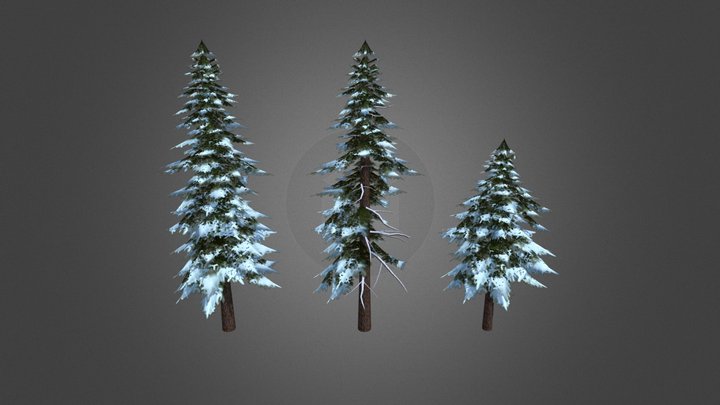 Pine tree 3D Model