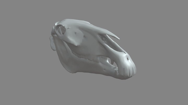 TOMO cranio 3D Model