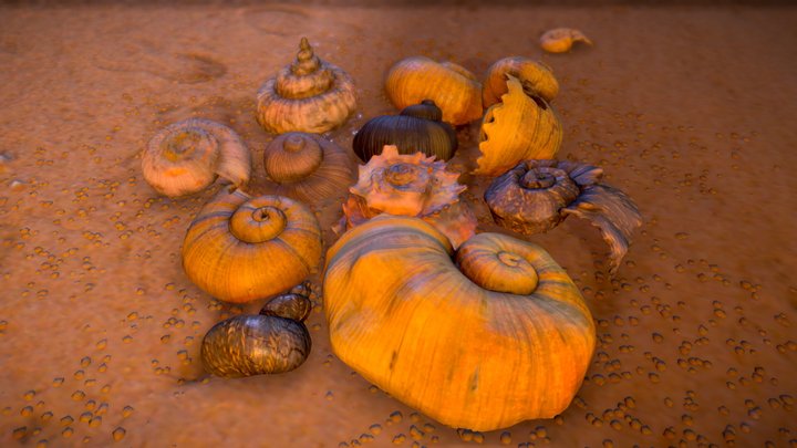 Shells - Realistic Procedural Generator 3D Model
