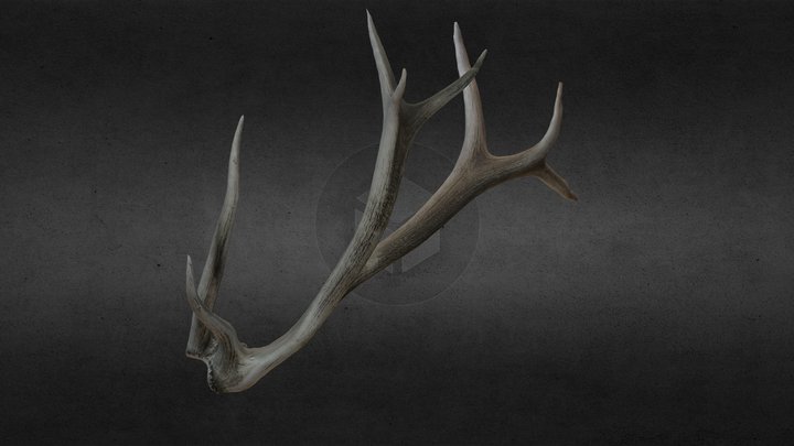 Wyoming Elk Shed 3D Model