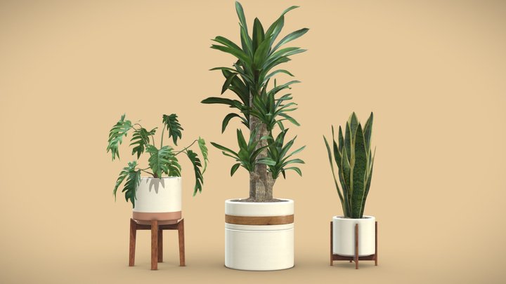 Indoor Plants Pack 06 3D Model