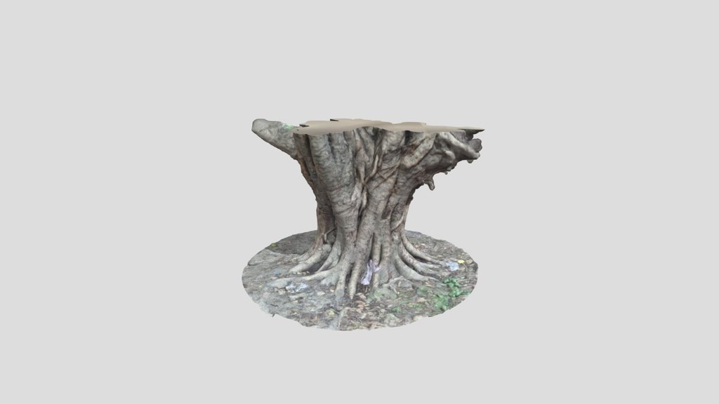 Ancient Tree Trunk