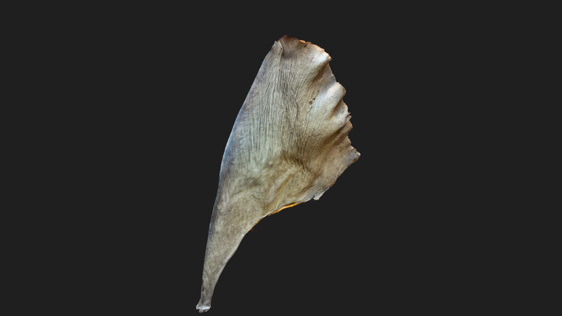 Fish fin 魚翅 (金城海味) — Sketchfab embed 3D viewer