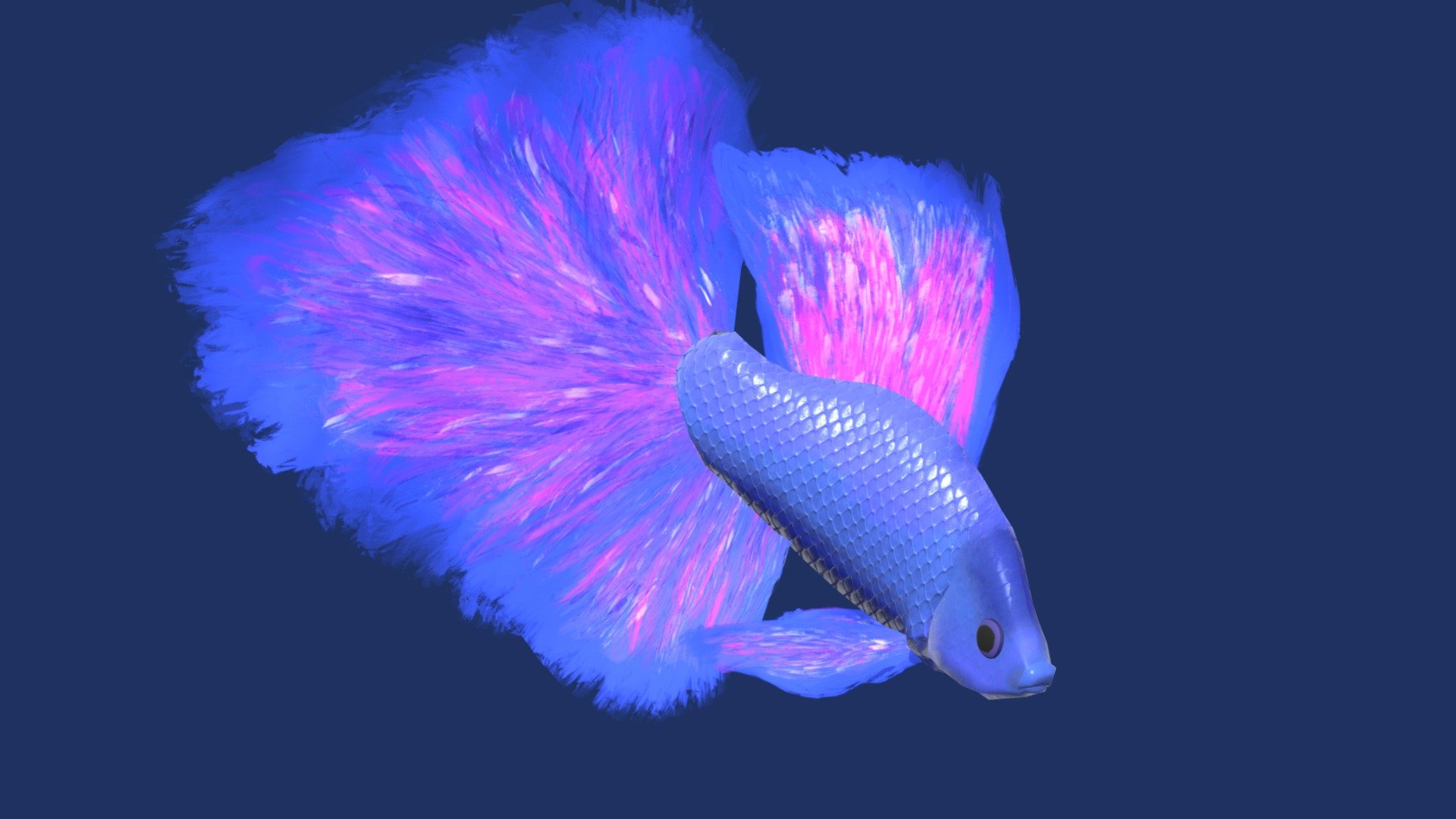 Betta Fish - 3D model by clairethomas711 [30e75b6] - Sketchfab