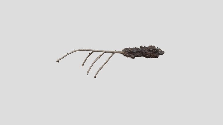 Branchetta di favolosa (rogna) 3D Model