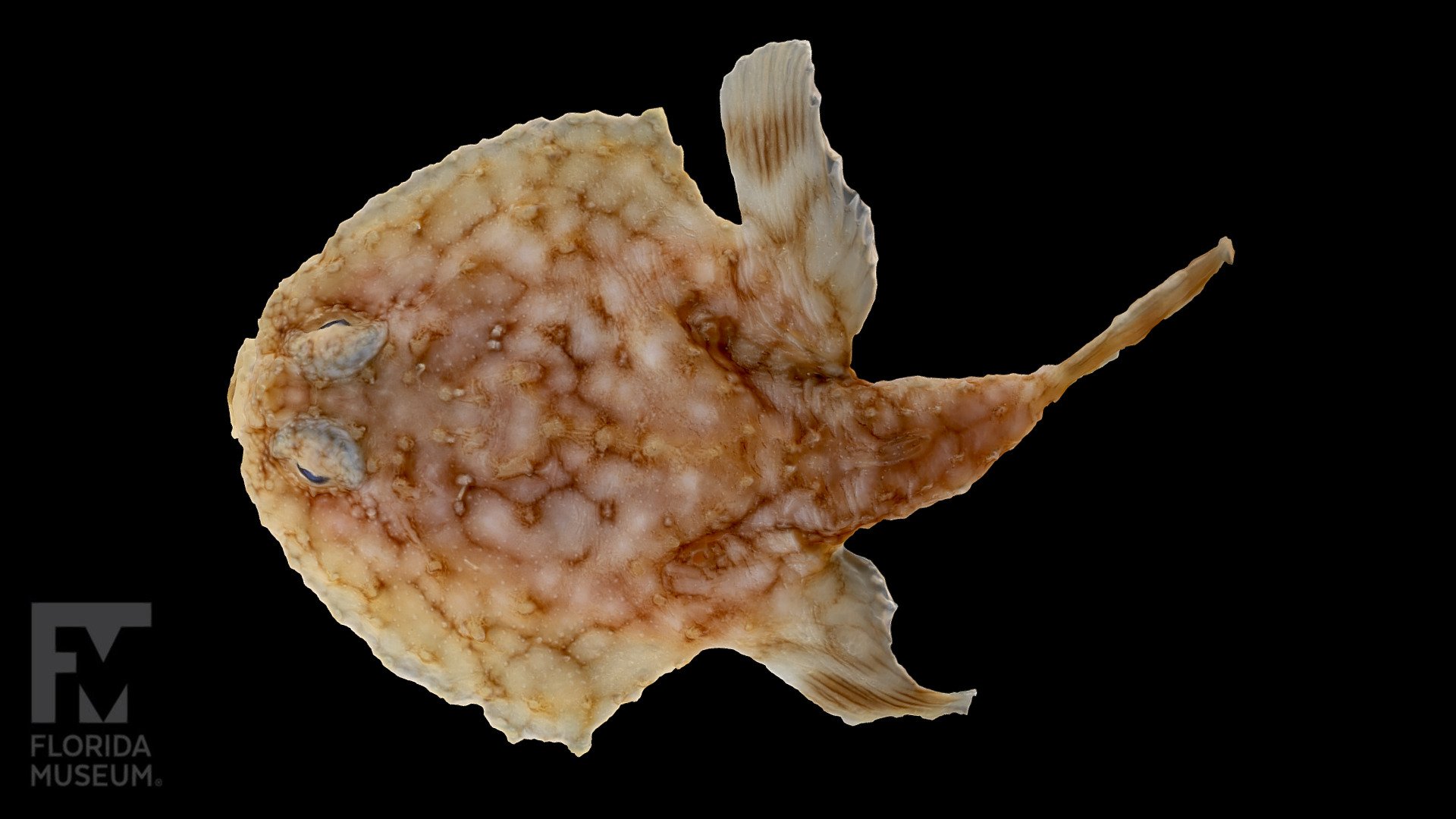 Pancake Batfish, Ogcocephalidae 3D model by FloridaMuseum [30efd3b] Sketchfab