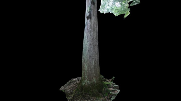 CC0 スギ 🌲 Japanese Cedar, Cryptomeria japonica