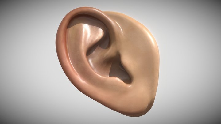 Right Ear 3D Model