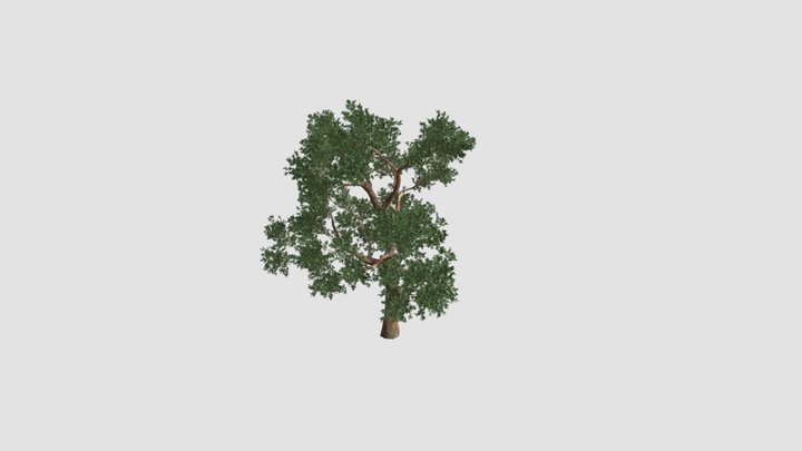 Eucalyptus Plant 3D Model