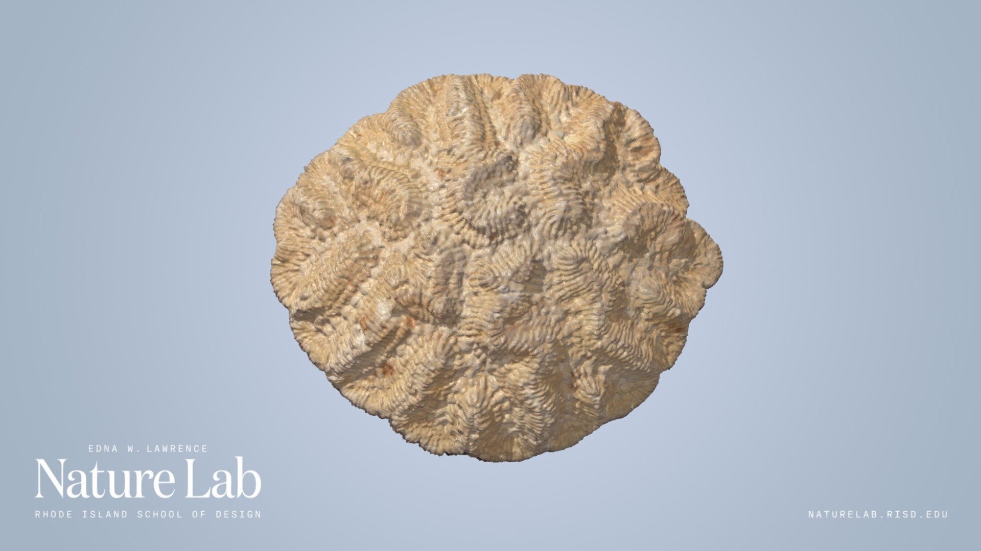 Rose Brain Coral