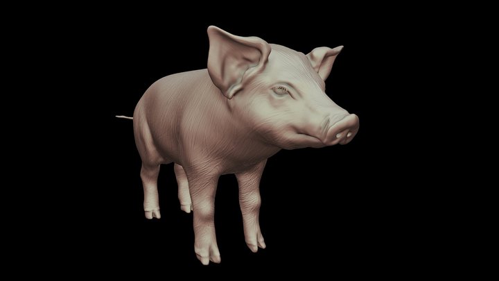 Pig Sculpt 3D Model