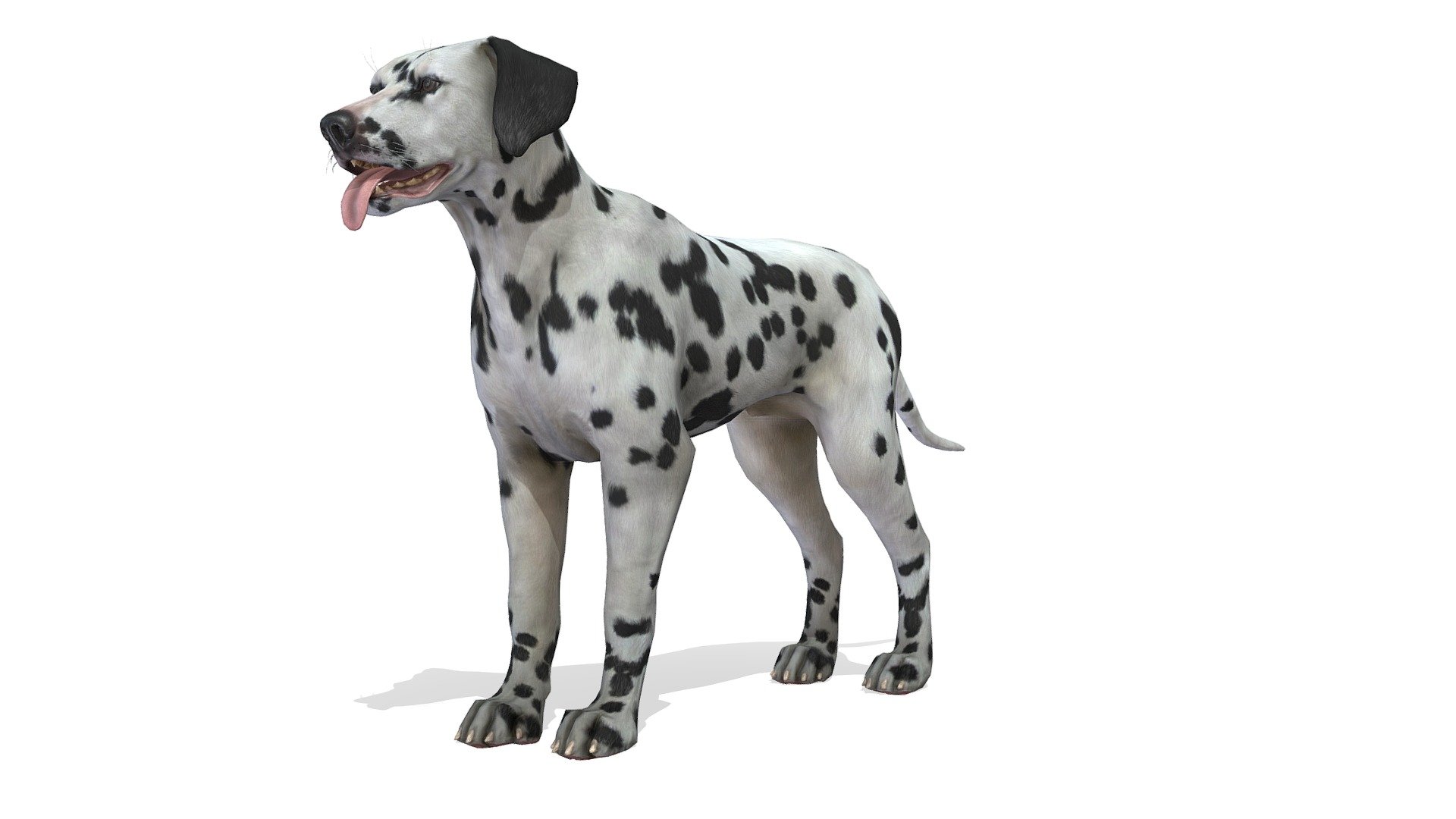 what is a dalmatian road dog