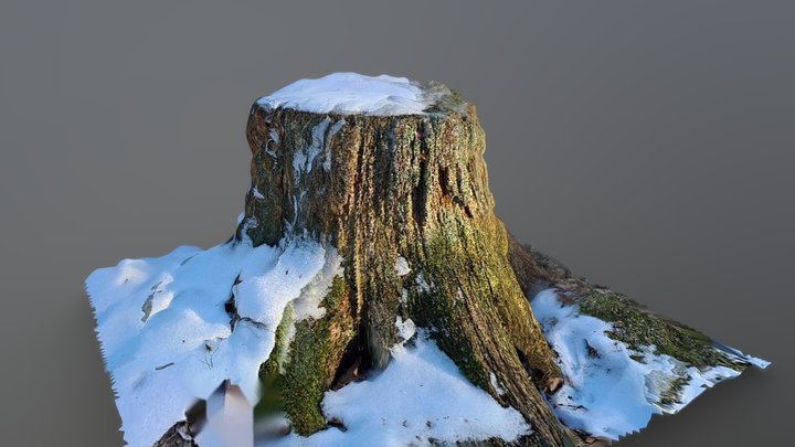 Tree stump - 3D scan 3D Model