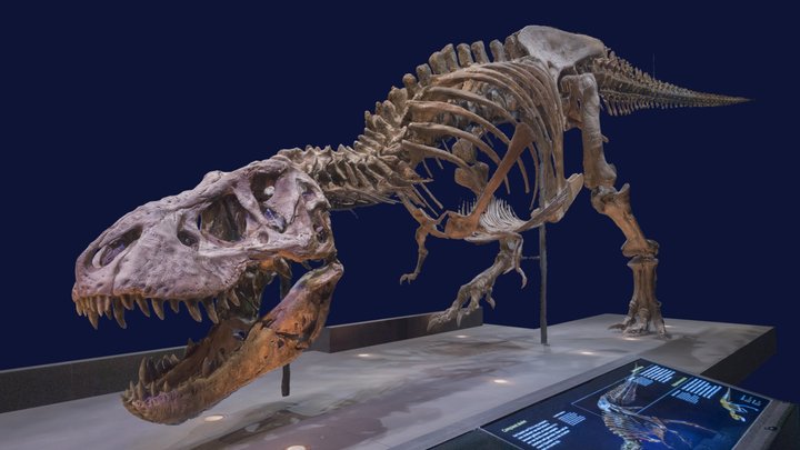 Tyrannosaur Specimens - A 3D model collection by Tyrannosaur Specimens - A 3D model collection by