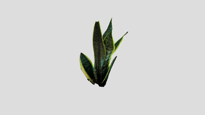 Draeconia Trifasciata 3D Model