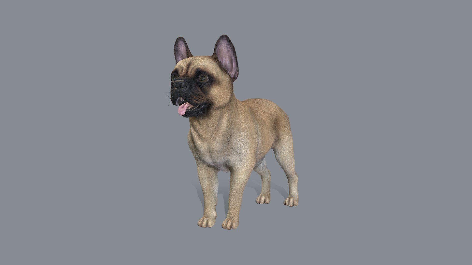 Dog - French Bulldog v2 - Buy Royalty Free 3D model by RedDeer ...