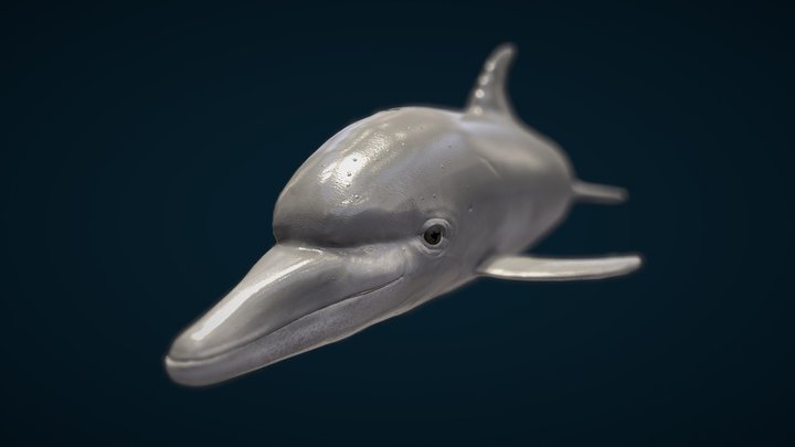 Dolphin 3D Model
