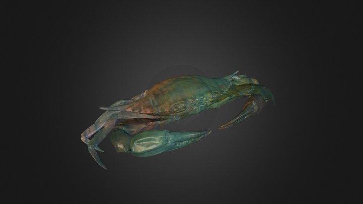 Blue claw crab 3D Model