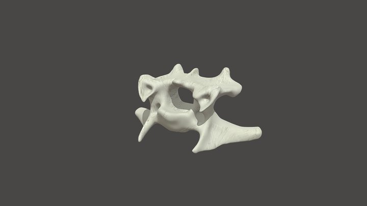Canine - C3 Vertebra 3D Model