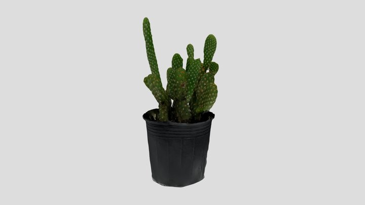 Plant(@OpenMVG) 3D Model
