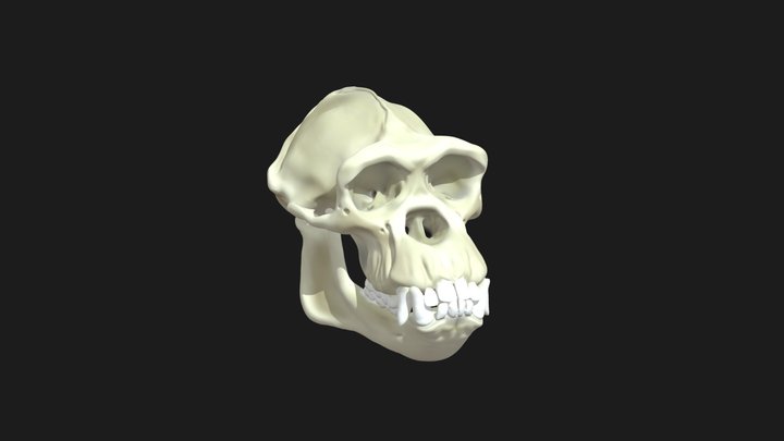 Common Chimpanzee Skull 3D Model