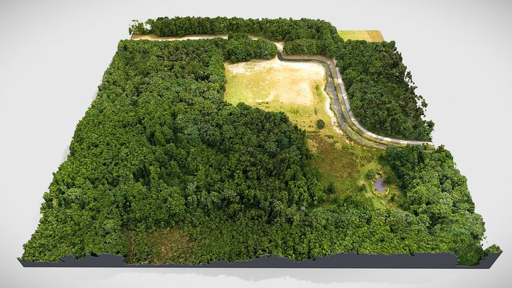 Photogrammetry | 3D Scan Forest landscape 3D Model
