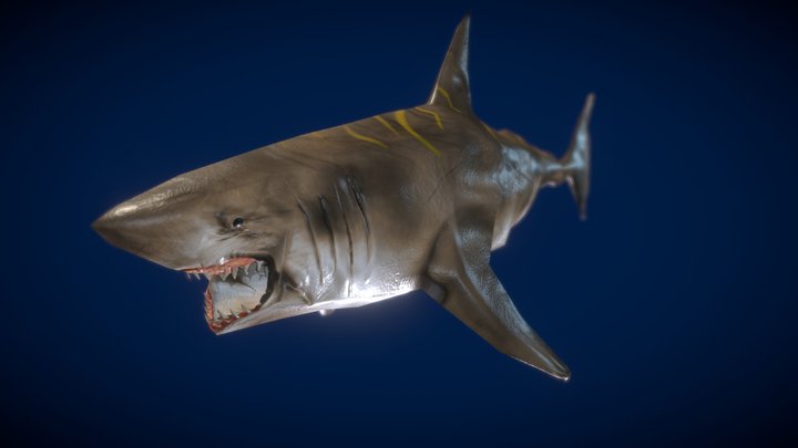 (Tiger Shark) Under Water Adventure 3D Model