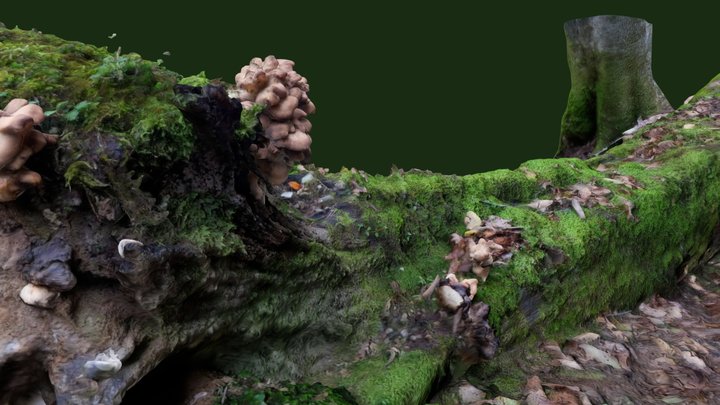 Grifola frondosa （マイタケ）2 3D Model
