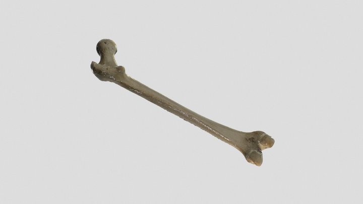 UD4_Femur 3D Model