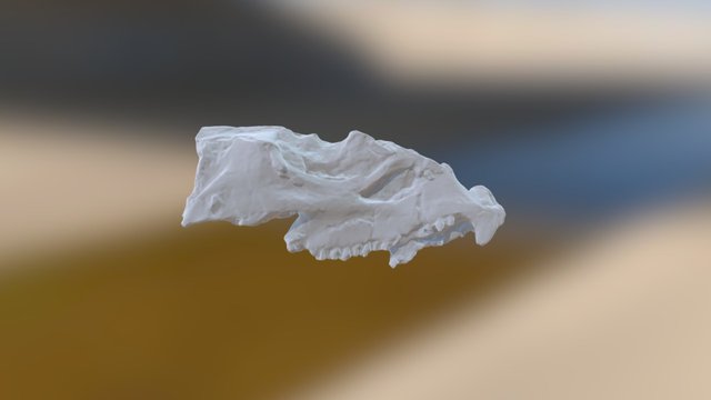 Aquilops Scan 3D Model