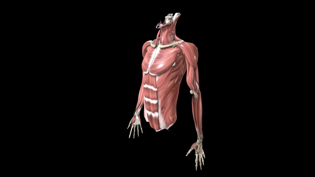 Anatomy Reference - A 3D Model Collection By BuhDuhZN - Sketchfab