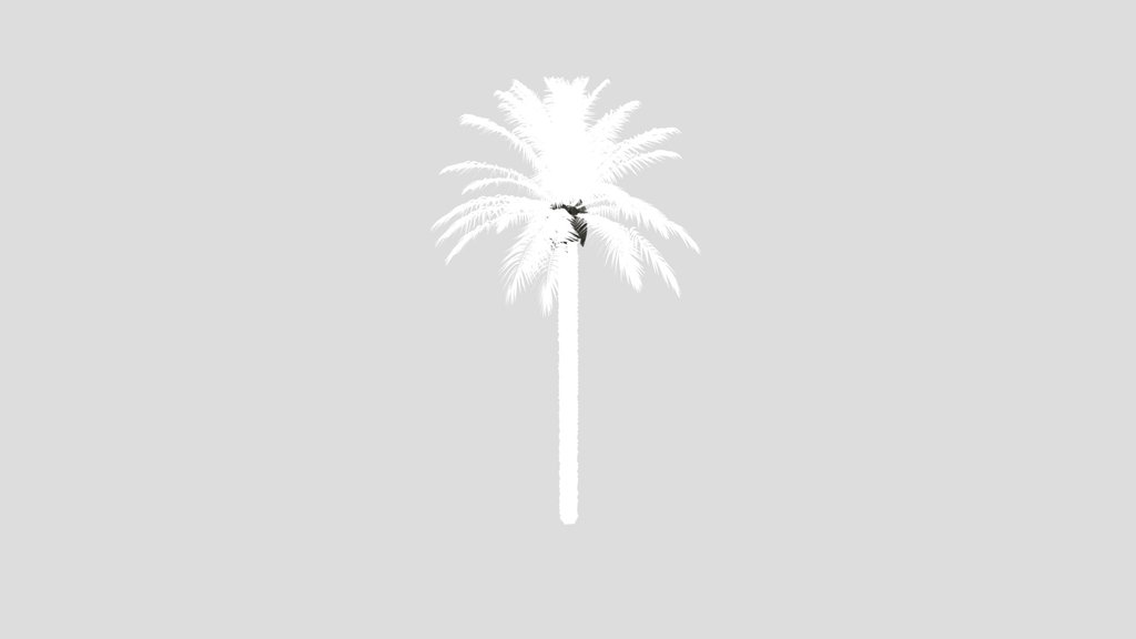 Dactylifera Palm Tree