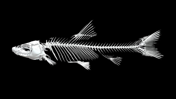 ムギツク 🐟 Japanese Pencil Fish, Pungtungia herzi – Free 3D Model STL